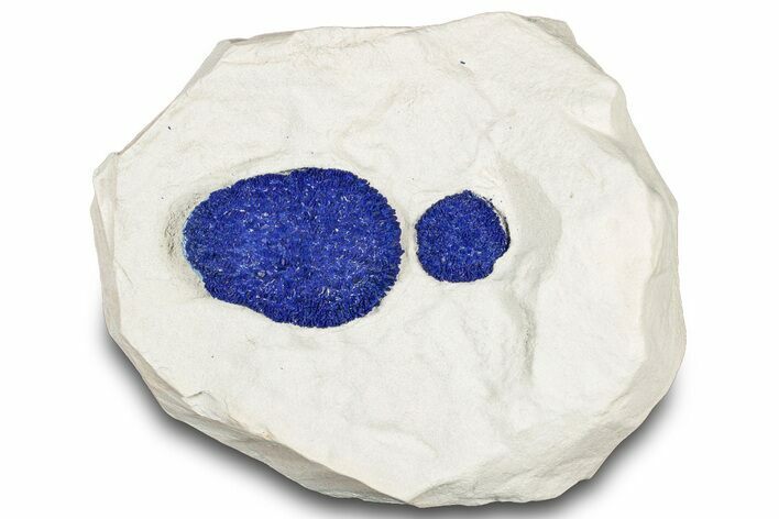 Vibrant Blue Azurite Suns on Siltstone - Australia #318765